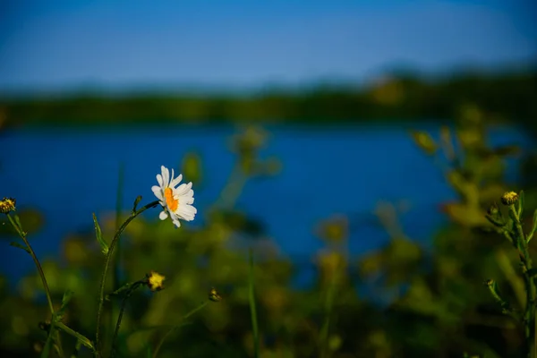 Gyönyörű Virágok Tavon — Stock Fotó