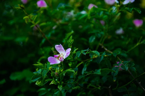 Zbliżenie Strzał Piękny Fioletowy Kwiat Róży Zielonymi Liśćmi — Zdjęcie stockowe