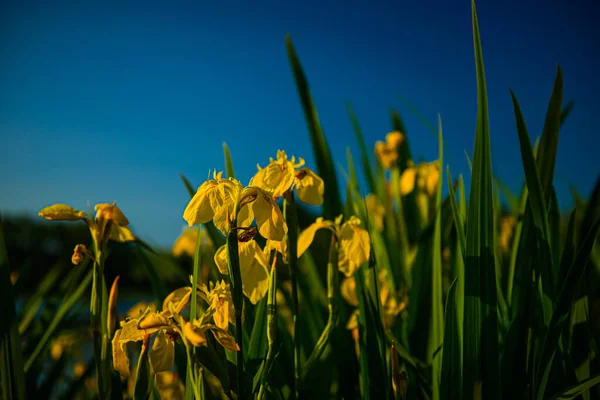 Bella Vista Sul Lago — Foto Stock