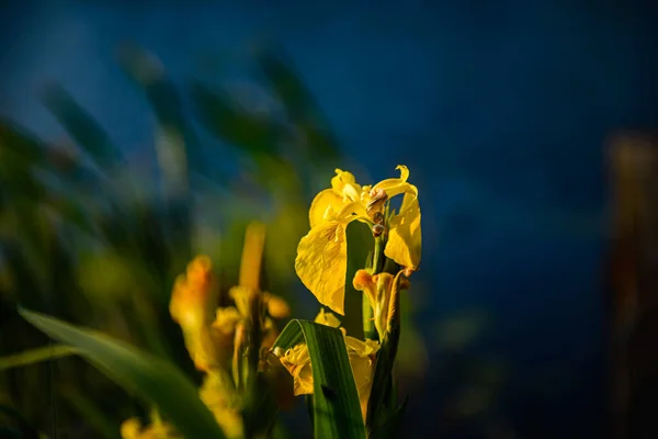 Żółty Żonkil Kwiat Małym Zielonym Tle — Zdjęcie stockowe