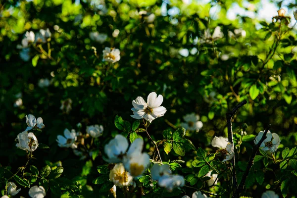 Όμορφα Λευκά Λουλούδια Στον Κήπο — Φωτογραφία Αρχείου