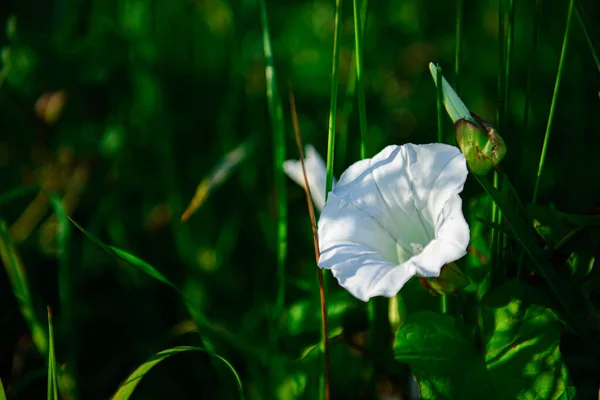 Hermoso Plano Botánico Fondo Pantalla Natural — Foto de Stock