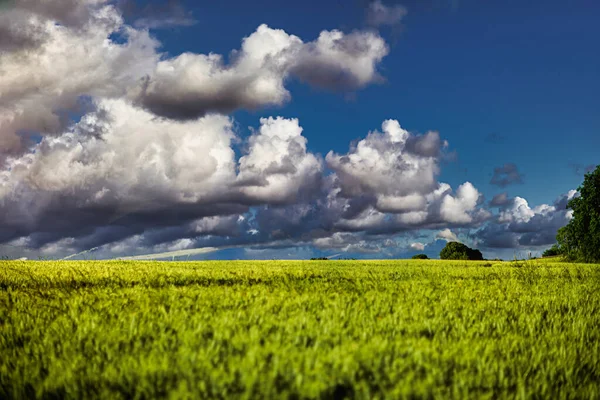 Campo Verde Con Cielo Azul Nubes — Foto de Stock
