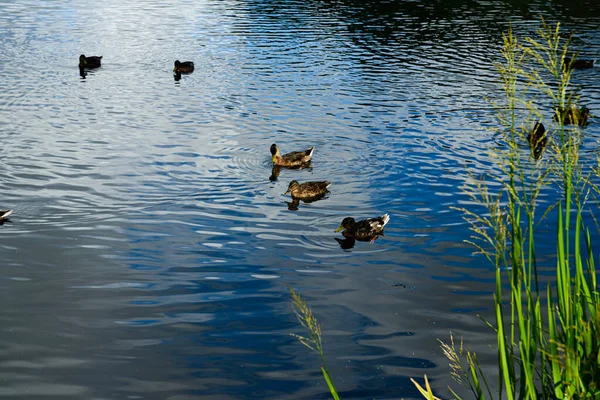 Two Beautiful Ducks Swimming Looking Away Water — 图库照片