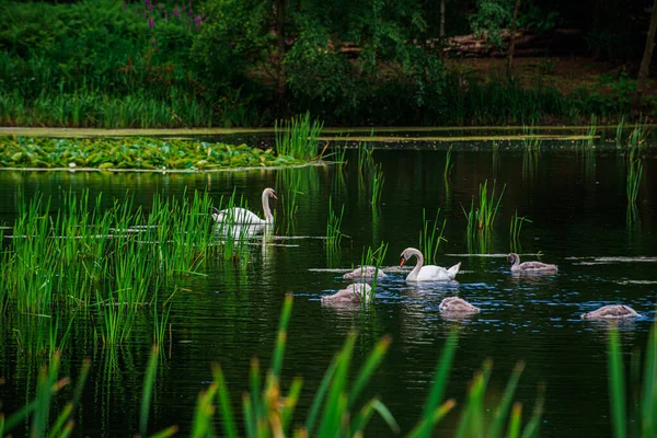 Hermosos Cisnes Blancos Nadando Lago —  Fotos de Stock