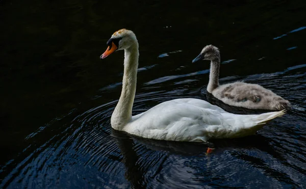 Hermoso Cisne Blanco Nadando Lago —  Fotos de Stock