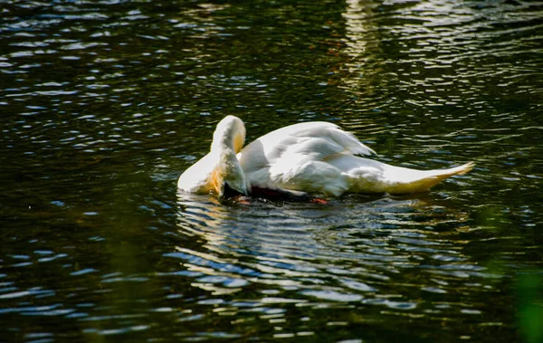 Vit Svan Som Simmar Vattnet — Stockfoto