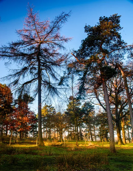 Parkın güzel manzarası