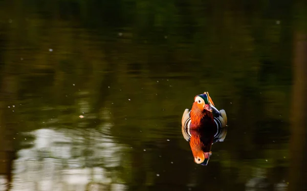 Hermoso Pájaro Lago —  Fotos de Stock