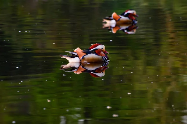 Beautiful Red Swan Swimming River —  Fotos de Stock