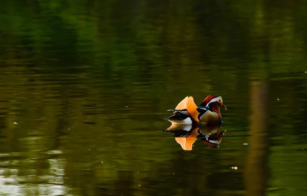 Piękny Ptak Jeziorze — Zdjęcie stockowe