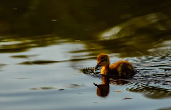 Beautiful Bird River — 图库照片