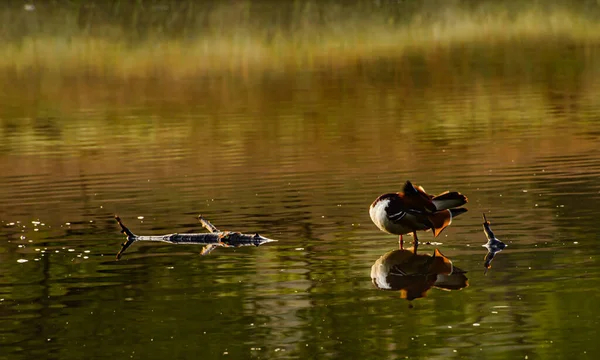 Kaczki Pływające Jeziorze — Zdjęcie stockowe