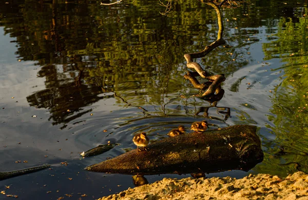 Zbliżenie Ujęcia Kaczki Pływającej Kałuży — Zdjęcie stockowe