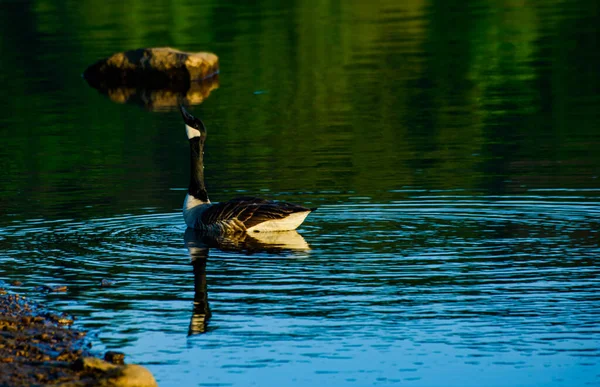 Black Duck Water Reflection Side —  Fotos de Stock