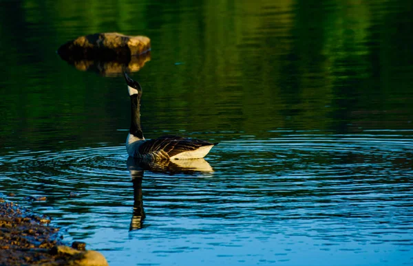 black duck on water. the reflection on the side