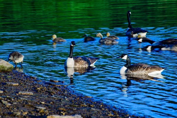 Vista Panorámica Hermosos Cisnes Salvajes Naturaleza —  Fotos de Stock