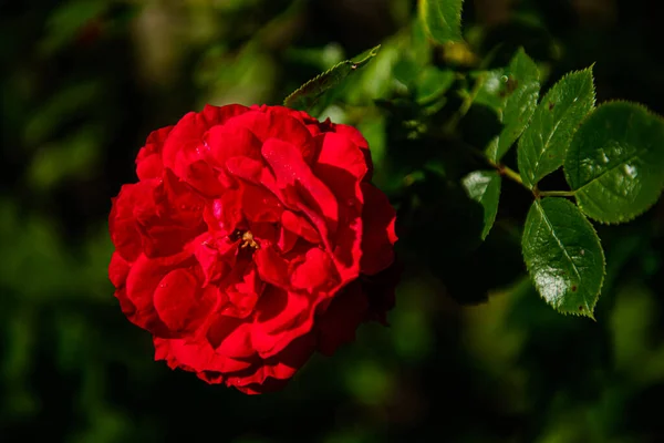 Rosa Roja Jardín — Foto de Stock