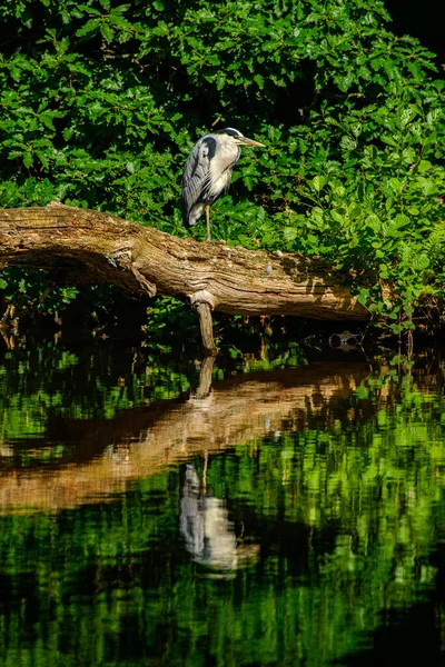 Beautiful Heron River — 图库照片