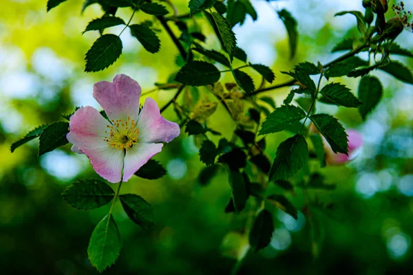 Hermoso Plano Botánico Fondo Pantalla Natural — Foto de Stock