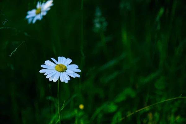 Beautiful White Daisy Growing Meadow — Stock fotografie