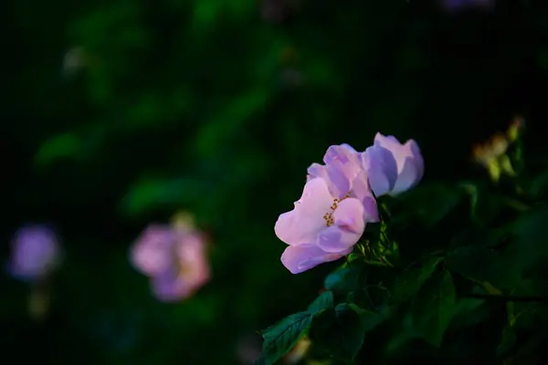 Piękne Kwiaty Rosnące Ogrodzie Zbliżenie — Zdjęcie stockowe