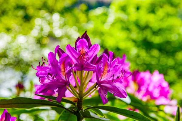 Vackra Rosa Blommor Trädgården — Stockfoto