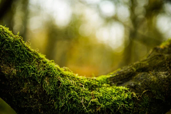 森の緑の苔 ストック画像