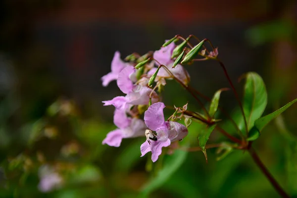 Belles Fleurs Roses Dans Jardin — Photo