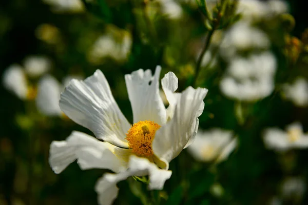 Primer Plano Una Flor Blanca — Foto de Stock