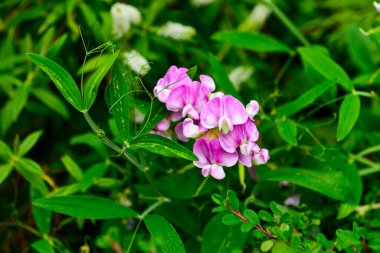 Bahçede güzel bahar çiçekleri