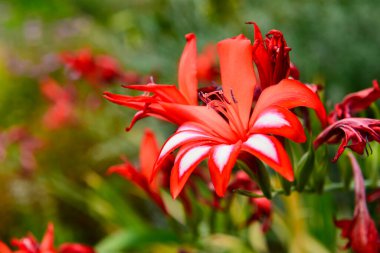 Pembe Hibiscus çiçek yakın çekim