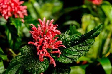 Güzel botanik fotoğrafı, doğal duvar kağıdı.