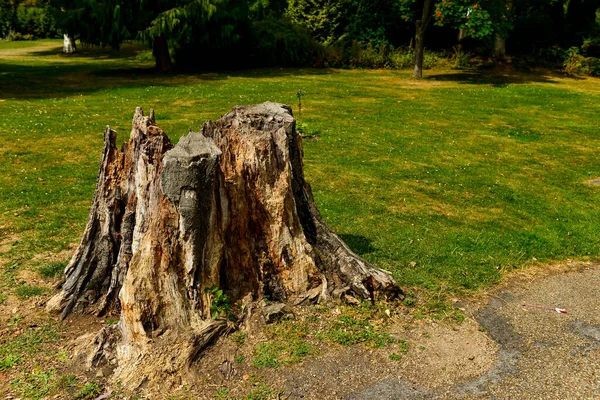 beautiful tree with green moss on a background of a forest
