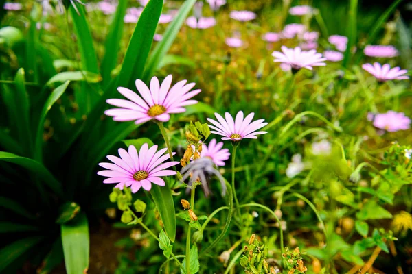 Fleurs Dans Jardin — Photo