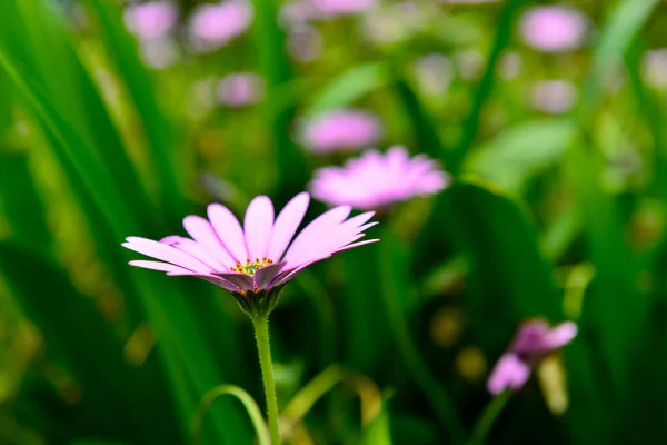 Detailní Pohled Krásné Barevné Květy — Stock fotografie