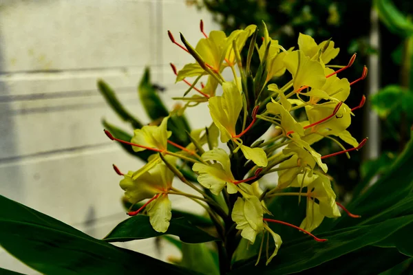 a closeup shot of beautiful flowers on the ground