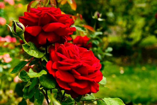 Beautiful Red Rose Garden Sunlight — Foto de Stock