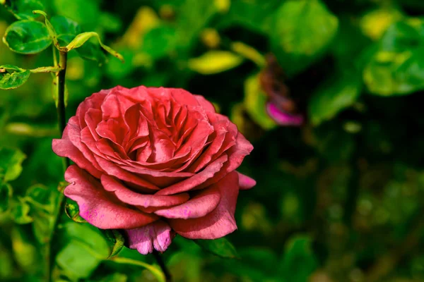 Krásné Růže Zahradě — Stock fotografie