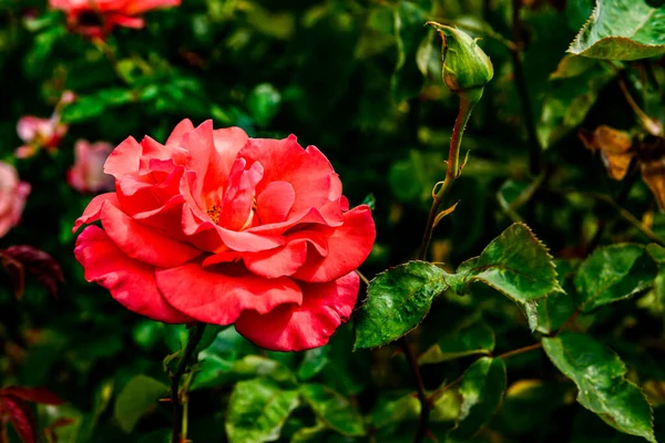 Όμορφα Ροζ Τριαντάφυλλα Στον Κήπο Φόντο Φύσης — Φωτογραφία Αρχείου