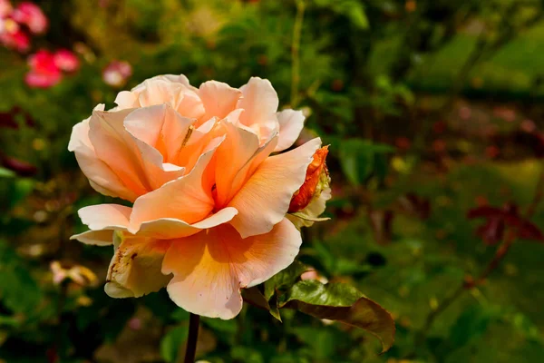 Hermosas Flores Jardín — Foto de Stock