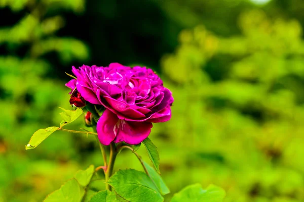 Gyönyörű Rózsaszín Rózsák Kertben — Stock Fotó