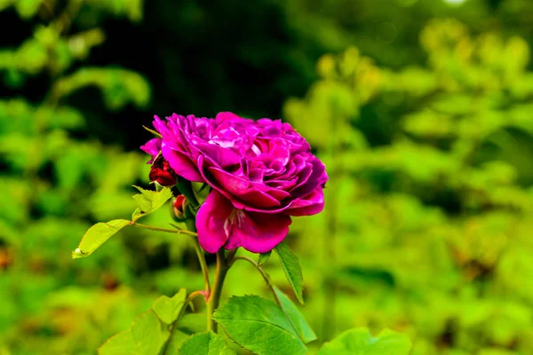 Hermosas Rosas Rosadas Jardín — Foto de Stock