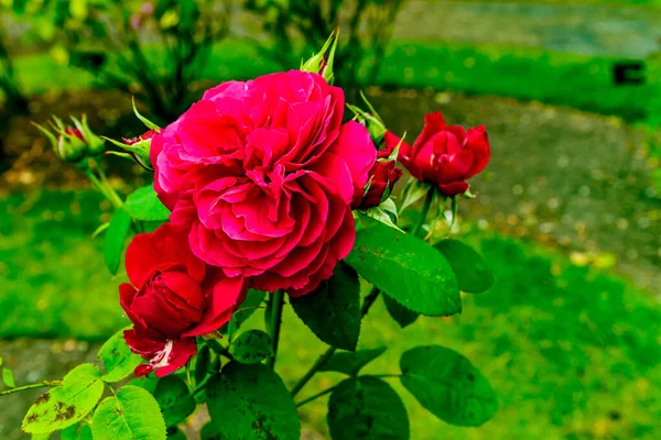 Hermosas Rosas Rojas Jardín — Foto de Stock