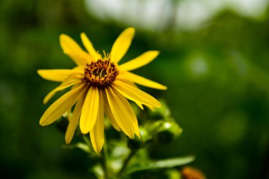 Güzel botanik fotoğrafı, doğal duvar kağıdı.