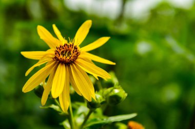 Bahçedeki sarı çiçek