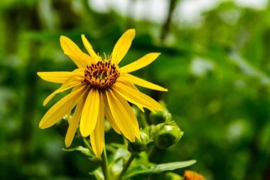 Bahçedeki sarı çiçek