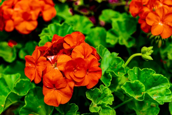 beautiful red flower on the green background
