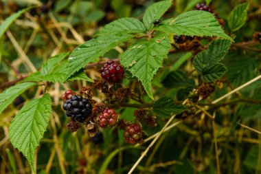 Ormanda kara kuşüzümü