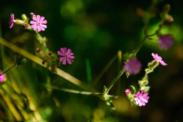 a closeup of beautiful pink wildflowers in the garden. summer
